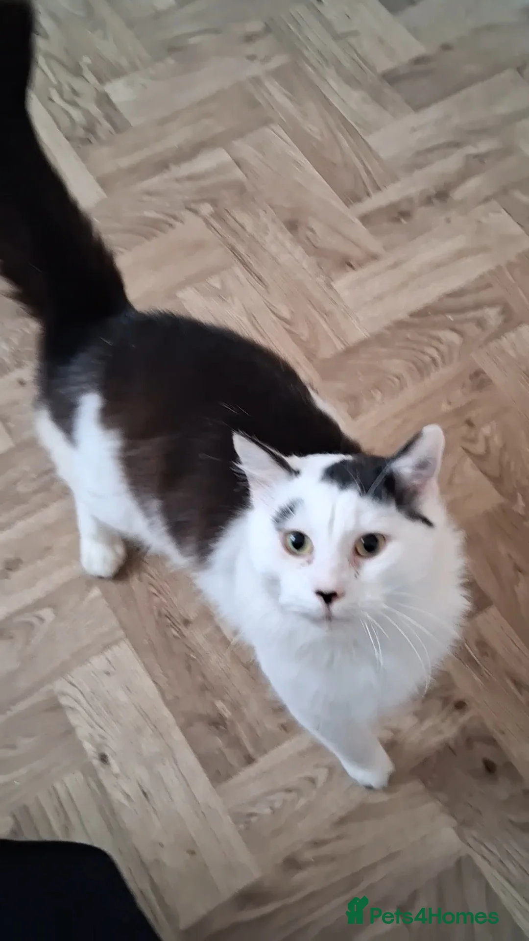 Mixed Breed cats for sale: 1 Yr old Bob - Advert 1