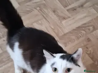 Mixed Breed cats 1 Yr old Bob - Advert 1