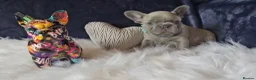 French Bulldog dogs for sale: 🐶💜 KC Registered French Bulldog Puppies - Advert 16