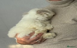 Malshi dogs for sale: Maltese x shihtzu  puppy white with beige ears - Image 5