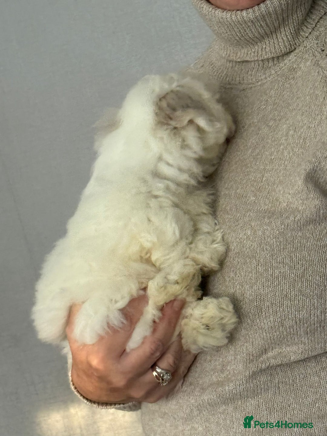 Malshi dogs for sale: Maltese x shihtzu  puppy white with beige ears - Image 5