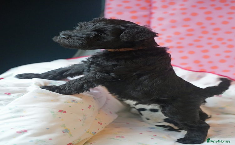 Miniature Schnauzer dogs - Advert 4