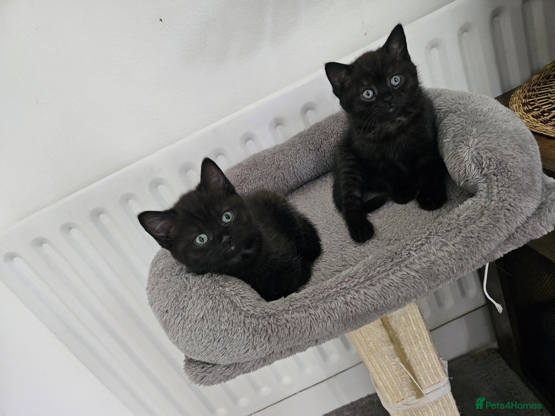 British Shorthair cats for sale: Chocolate British shorthairs - Image 1