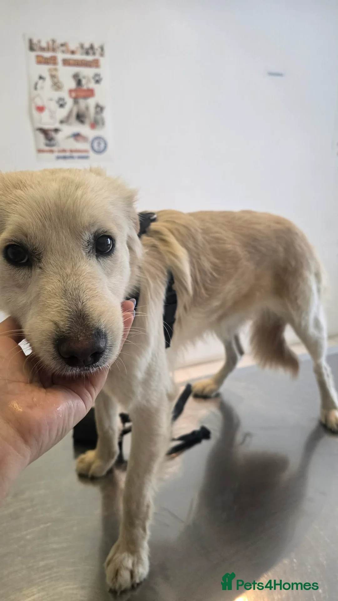 Mixed Breed dogs for adoption: Otis  - Advert 2