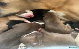 Mixed Breed dogs for sale: Bull Greyhound/Whippet Pups - Advert 2