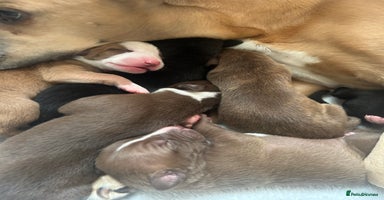 Mixed Breed dogs Greyhound/Whippet Pups - Advert 4