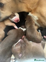 Mixed Breed dogs Greyhound/Whippet Pups - Advert 4