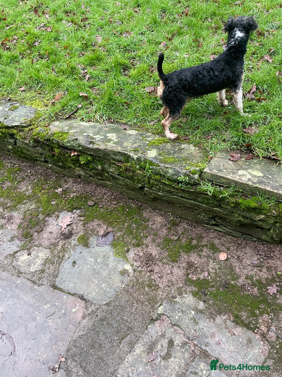 Mixed Breed dogs for sale: Jack russle x - Advert 5