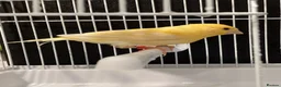 Canaries birds for sale: Domestic/Mosaic canaries available  - Advert 6