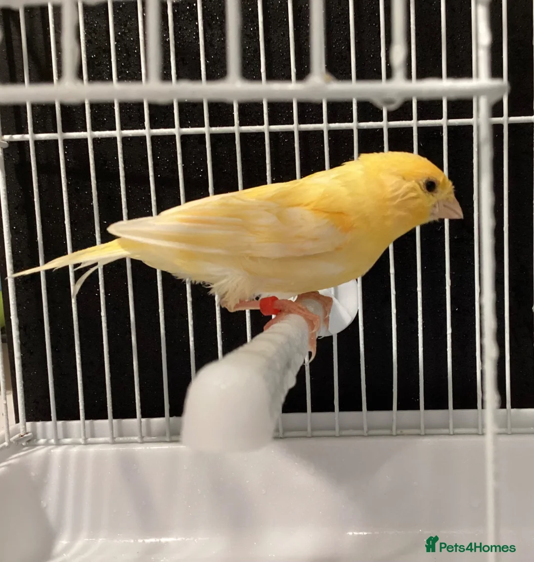 Canaries birds for sale: Domestic/Mosaic canaries available  - Advert 6