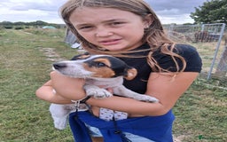 Jack Russell dogs for sale: Jack Russell puppies for sale - Image 4