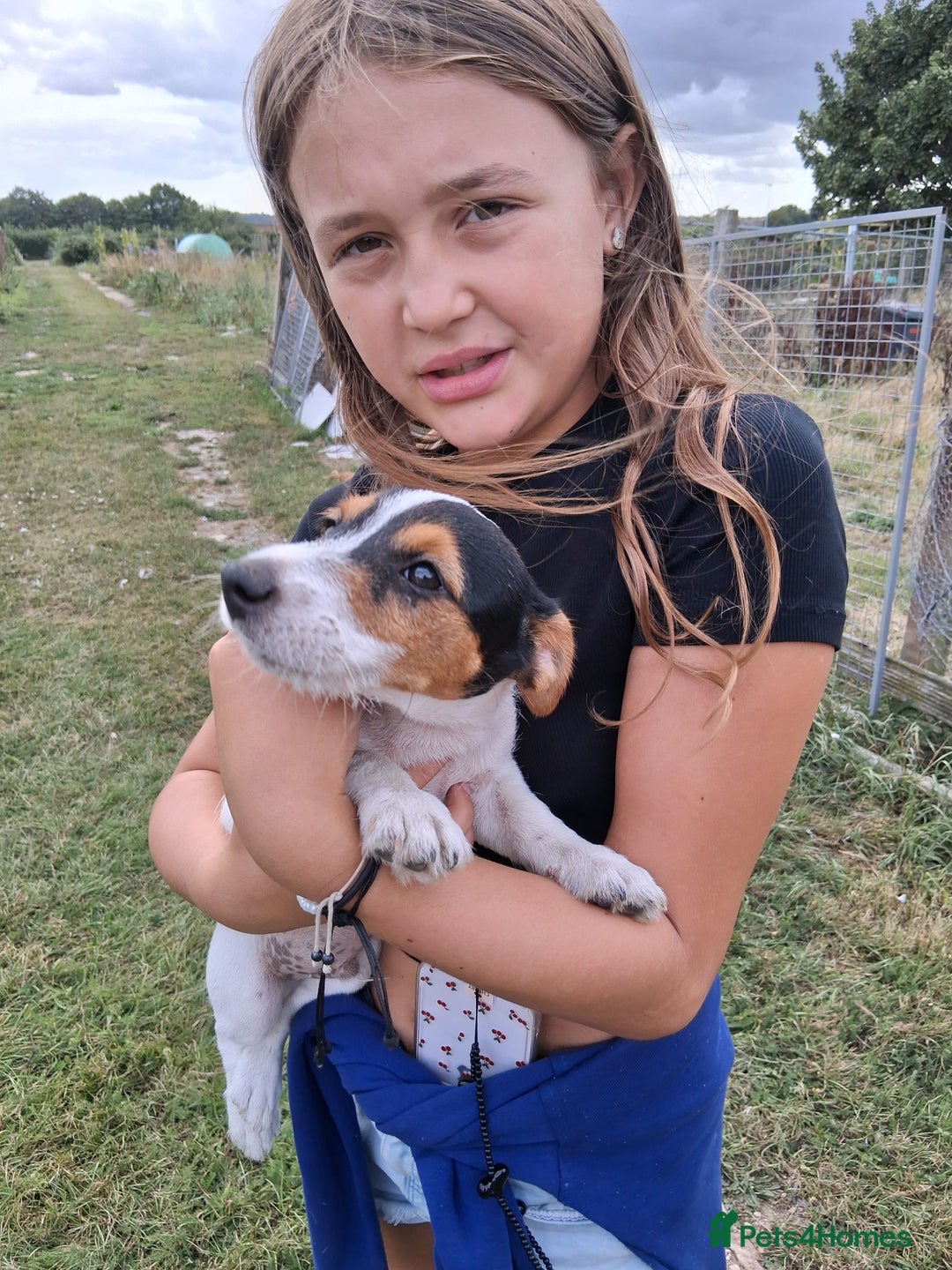 Jack Russell dogs for sale: Jack Russell puppies for sale - Image 4