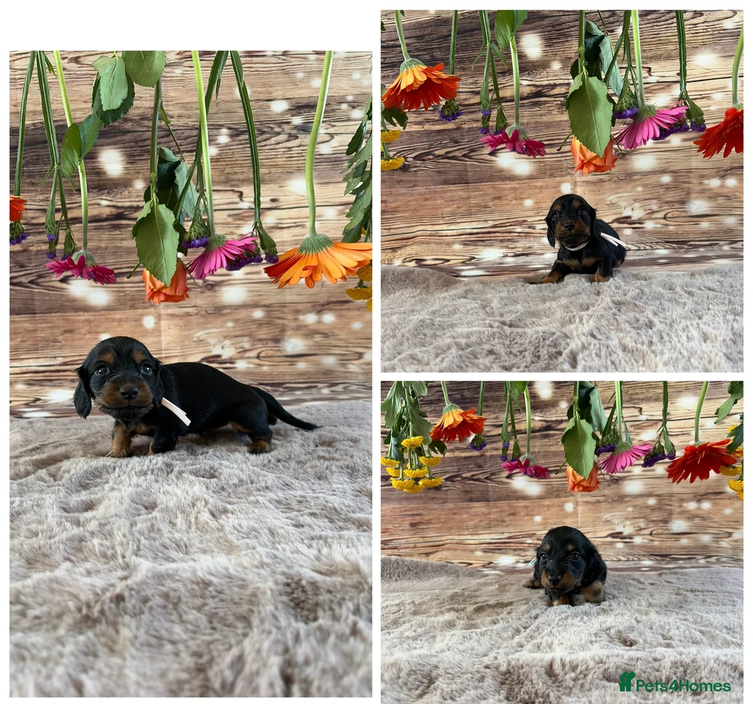 Miniature Dachshund dogs for sale: Minature dachshunds !  - Advert 2