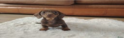 Miniature Dachshund dogs for sale: Miniature Dachshund – Chocolate & Tan Girl - Advert 5