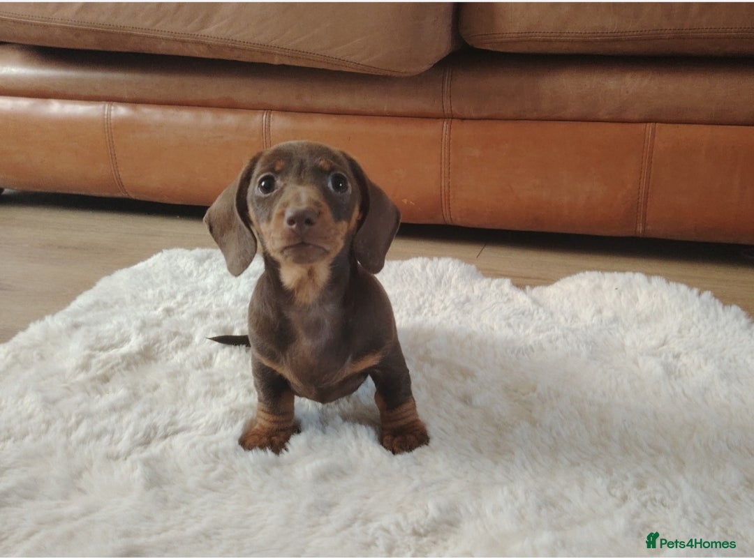 Miniature Dachshund dogs for sale: Miniature Dachshund – Chocolate & Tan Girl - Advert 5