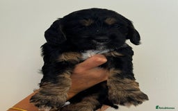 Cockapoo dogs for sale: Cockapoo Puppies - Image 6
