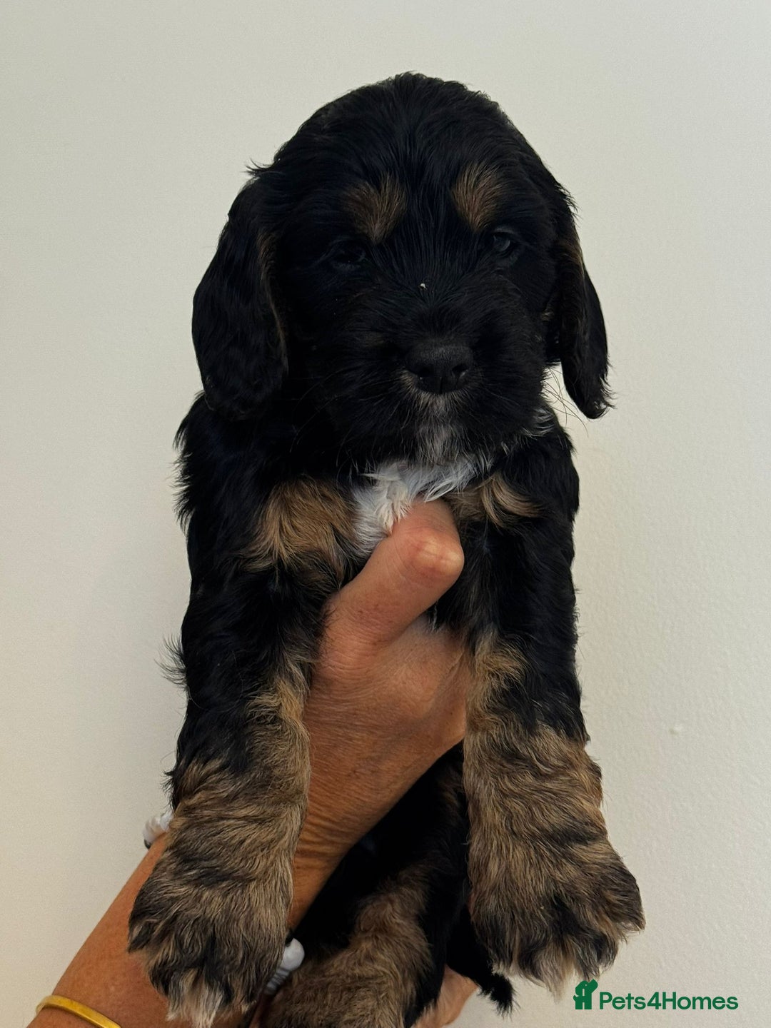 Cockapoo dogs for sale: Cockapoo Puppies - Image 6