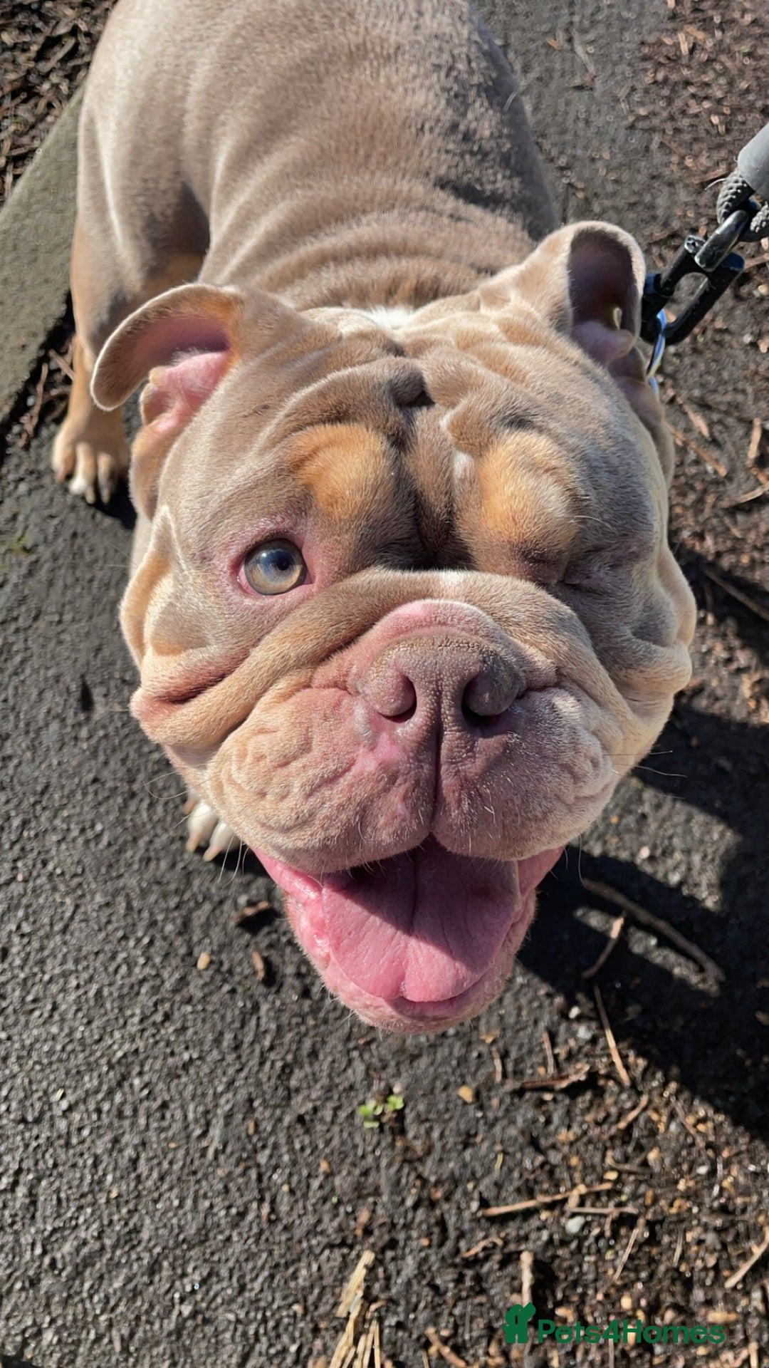 English Bulldog dogs for sale: Lilac & Tan English Bulldog 3 Yr Old MALE - Image 17