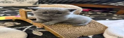 British Shorthair cats for sale: British Shorthair kittens  - Advert 2