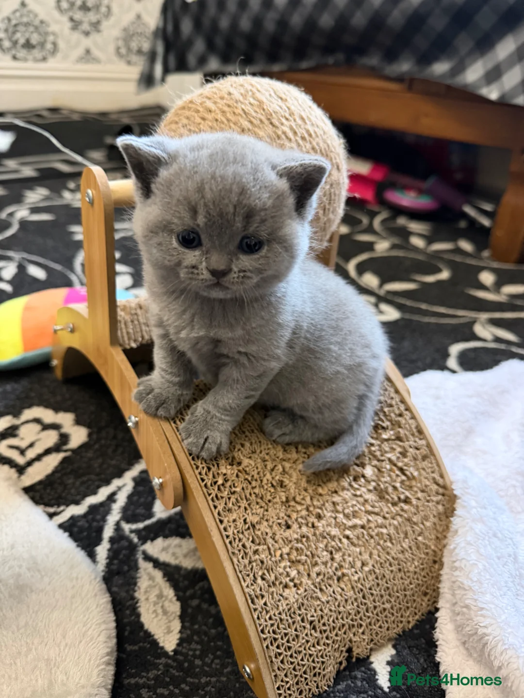 British Shorthair cats for sale: British Shorthair kittens  - Advert 2