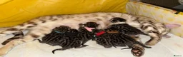 Bengal cats for sale: Beautiful Bengal kittens  - Advert 27