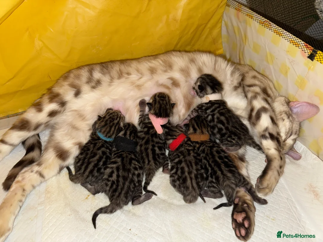 Bengal cats for sale: Beautiful Bengal kittens  - Advert 27