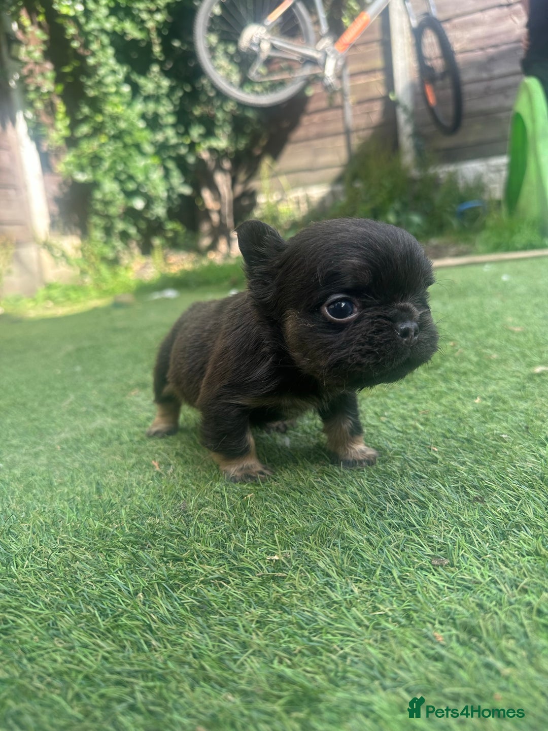 French Bulldog dogs for sale: Newshade Isabella carrying pink French bulldog - Image 8