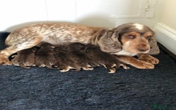 Cocker Spaniel dogs for stud: Show Cocker At Stud Highly Health Tested in Sandbach - Image 29