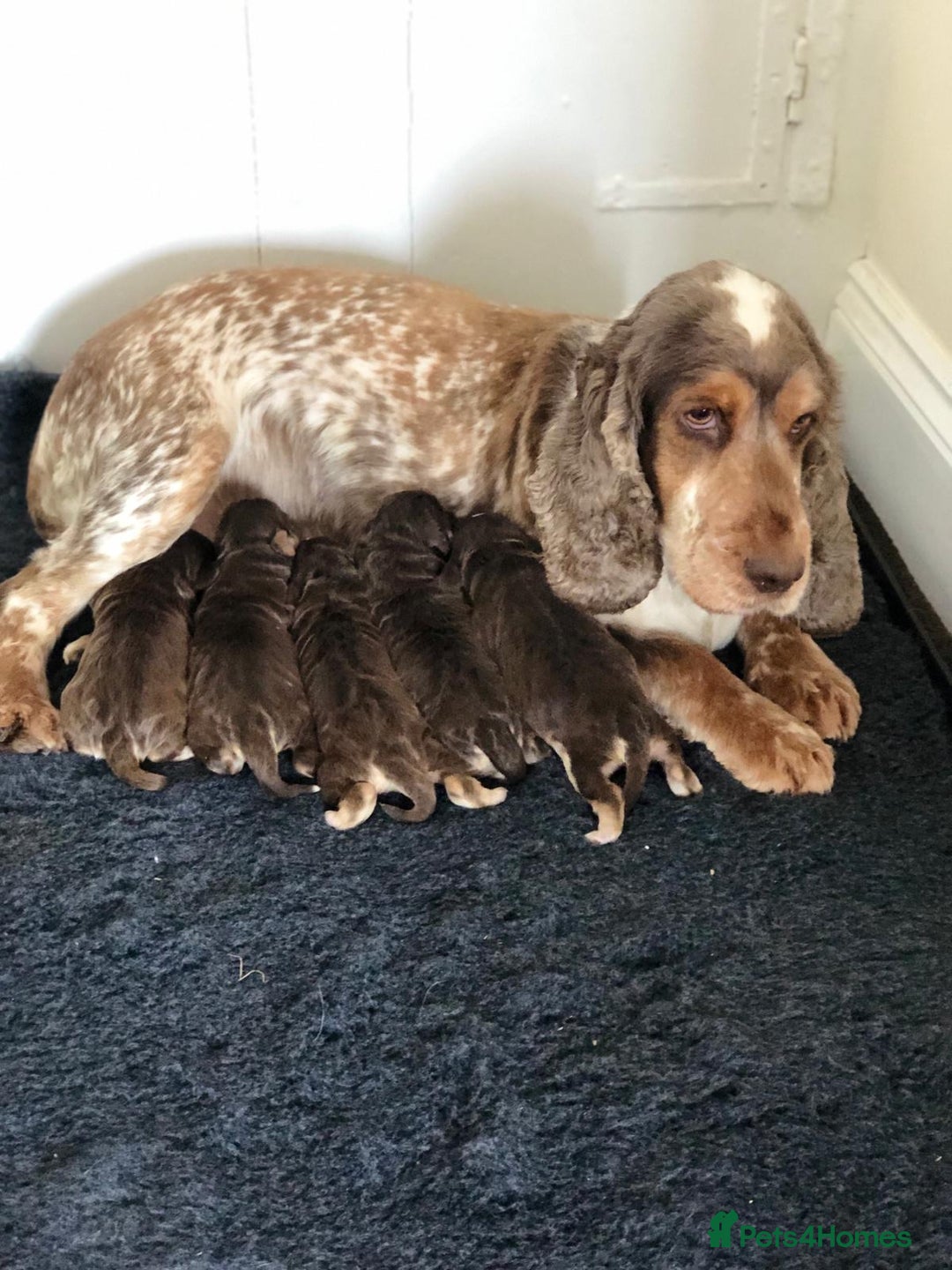 Cocker Spaniel dogs for stud: Show Cocker At Stud Highly Health Tested in Sandbach - Image 29