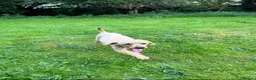 Cockapoo dogs for sale: Gorgeous F1 Cockerpoo puppies in Malton - Advert 8