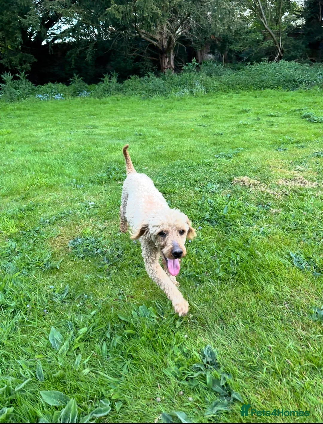 Cockapoo dogs for sale: Gorgeous F1 Cockerpoo puppies in Malton - Advert 8