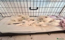 Pomeranian dogs for sale: Adorable White Teddy-Bear Pom Puppies! - Image 11