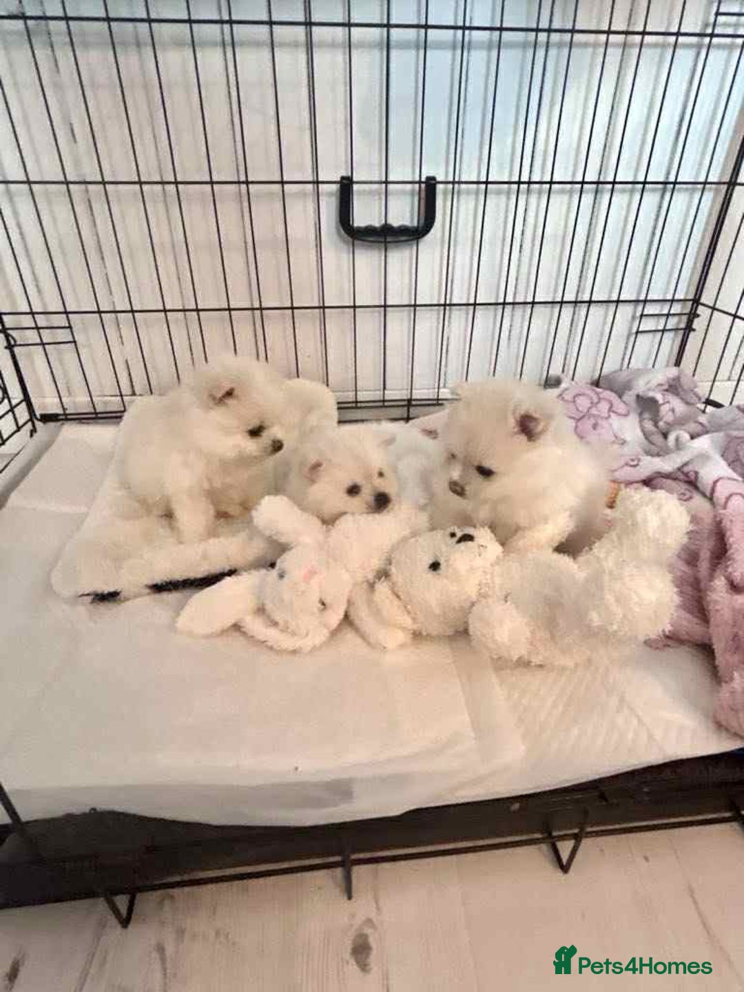 Pomeranian dogs for sale: Adorable White Teddy-Bear Pom Puppies! - Image 11