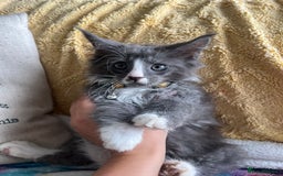 Maine Coon cats for sale: TICA registered Maine Coons, Ready end of August❤️ - Image 27