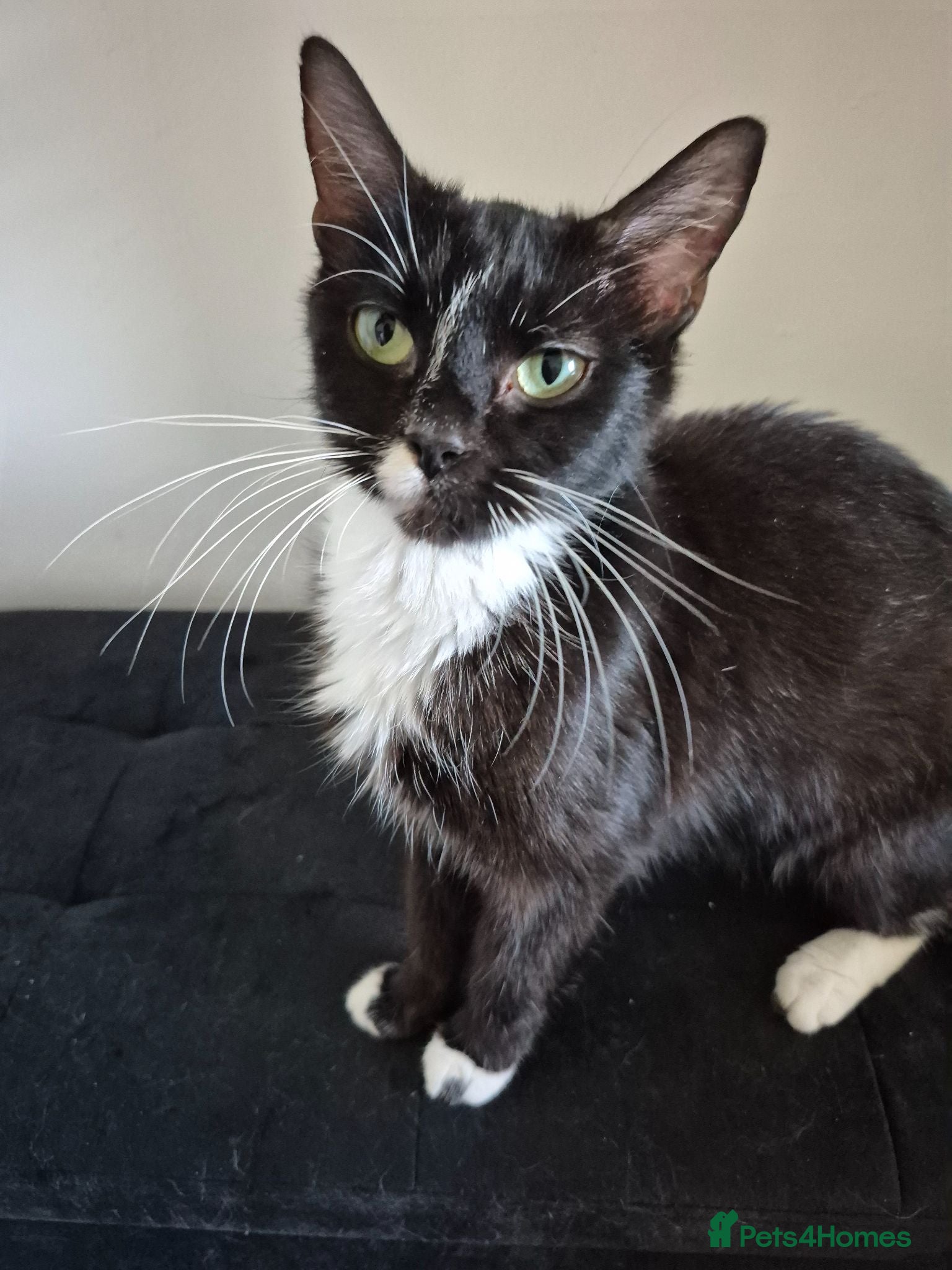 Mixed Breed cats 7 kittens looking for new loving homes - Advert 1