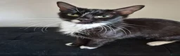 Mixed Breed cats for sale: 7 kittens looking for new loving homes - Advert 1