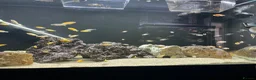Cichlids fish for sale: Yellow lab cichlids mbuna Kenya and red shoulder  - Advert 3