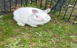 Netherland Dwarf rabbits for sale: Netherland dwarf boy  - Image 3