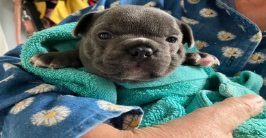 French Bulldog dogs - Advert 4