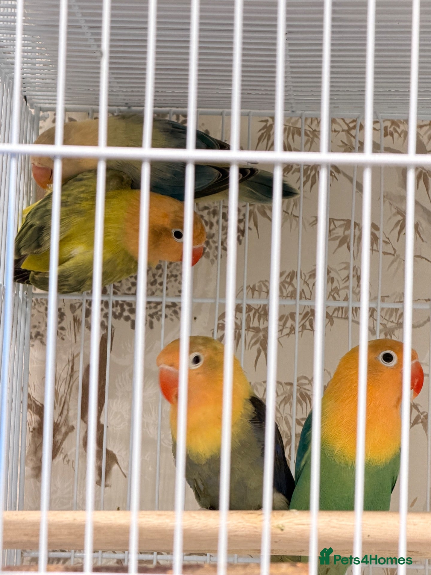Lovebirds birds Lovebirds pairs and aquas for rehoming  - Advert 2