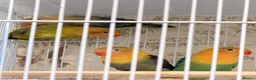 Lovebirds birds for sale: Lovebirds pairs and aquas for rehoming  - Advert 2