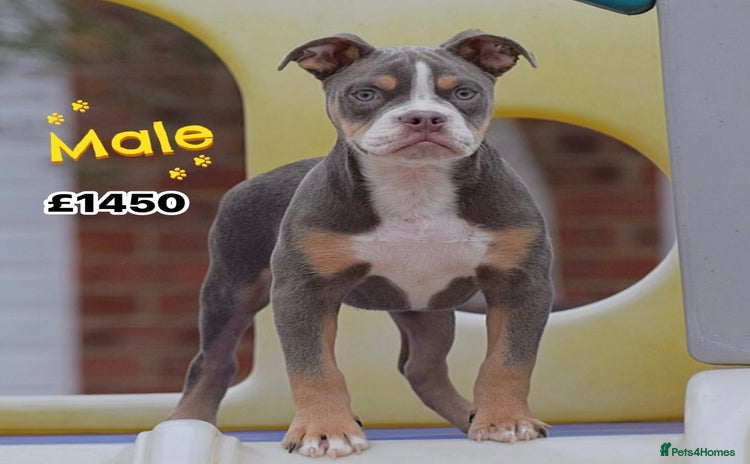 Old Tyme Bulldog dogs - Advert 9