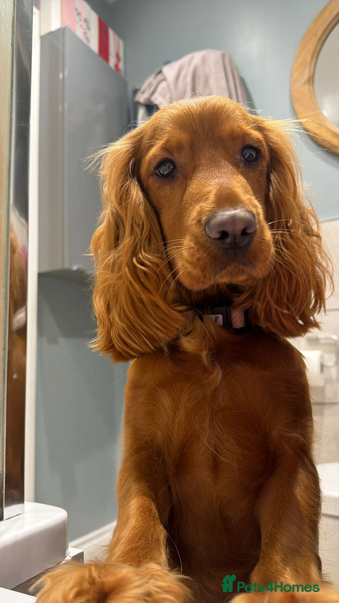 Cocker Spaniel dogs for sale: Beautiful show cocker spaniels  - Advert 17