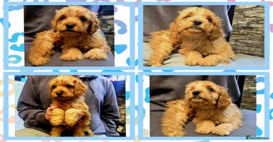 Cockapoo dogs 🐶🐾Tiny F2 cockapoo puppies🐶🐾 - Advert 4