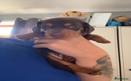 Miniature Dachshund dogs for sale: Miniature dashaund puppies only ONE BOY available  - Image 7