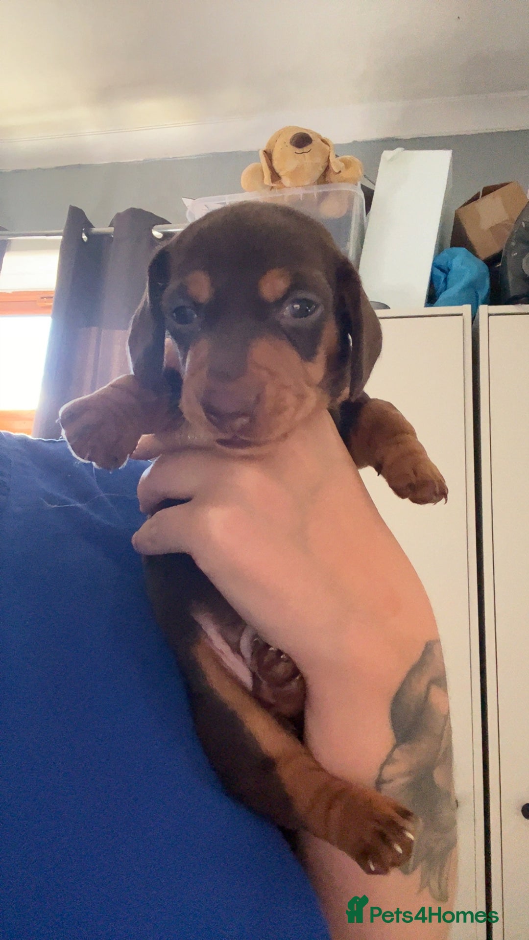 Miniature Dachshund dogs for sale: Miniature dashaund puppies only ONE BOY available  - Image 7