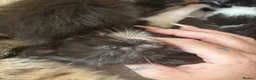 Mixed Breed cats for sale: 6 wonderful babies - Advert 6