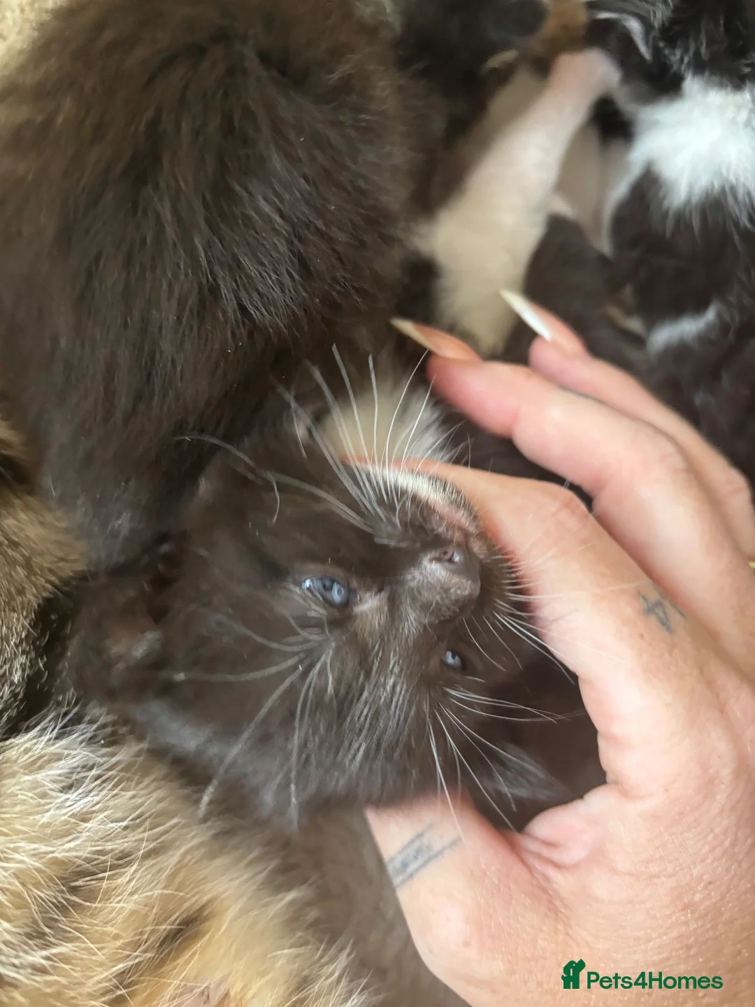 Mixed Breed cats for sale: 6 wonderful babies - Advert 6