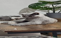 British Shorthair cats for sale: British Shorthair female - Image 3