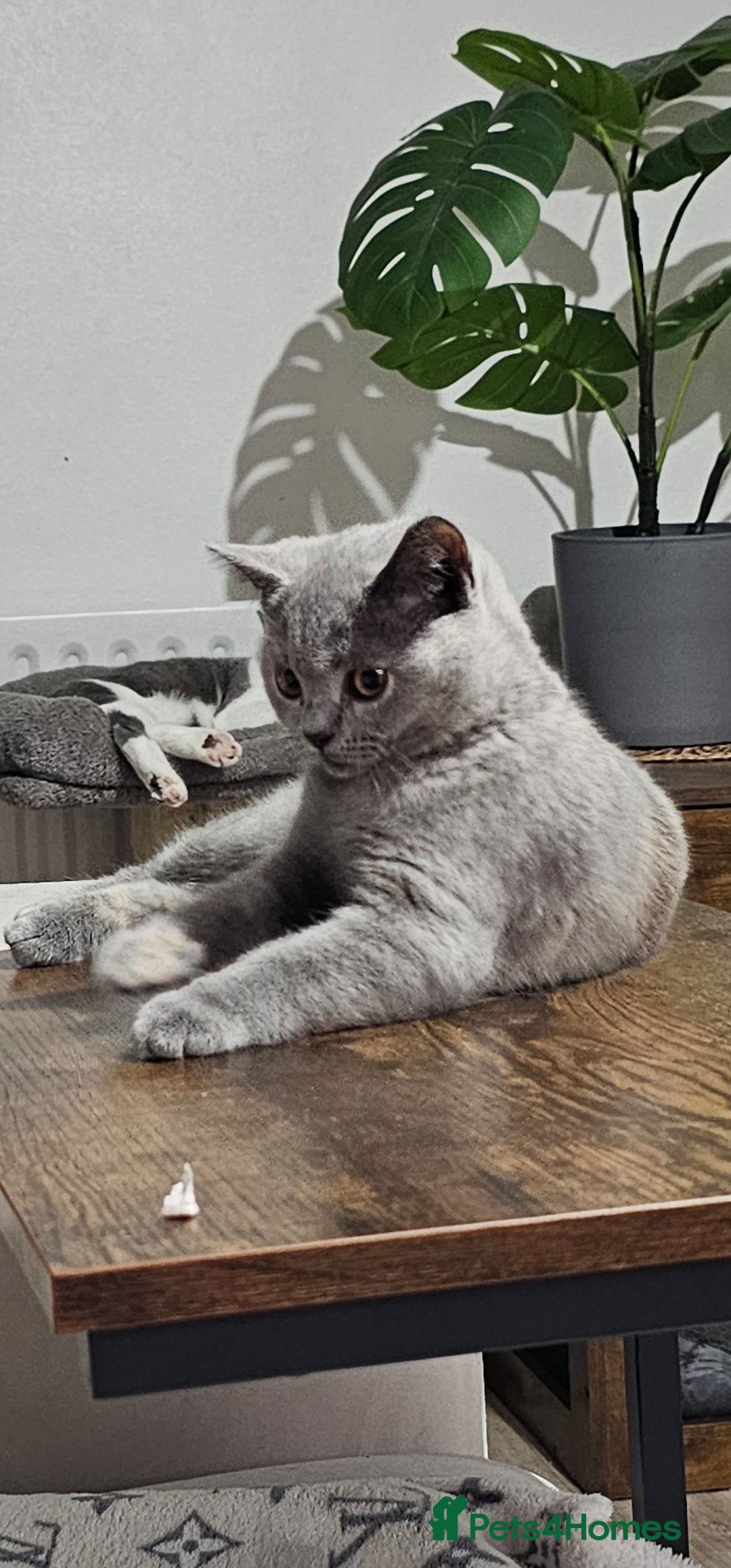 British Shorthair cats for sale: British Shorthair female - Image 3